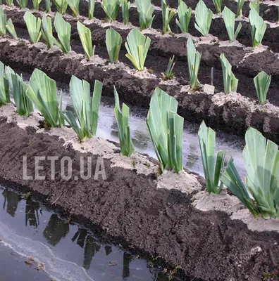Высадка луковичных на балконе! - посадка, уход, фото, как вырастить и  собрать урожай - «Блог Флориум.юа» 2024