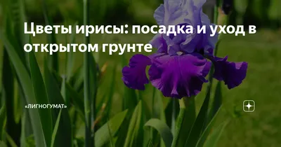 Ирис карликовый \"Atroviolacea\" купить в питомнике растений с доставкой по  Волгограду и Волгоградской области, рассада, выращивание, посадка и уход