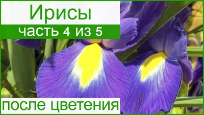 Ирисы в дизайне сада: посадка и уход - Форум Все сорта