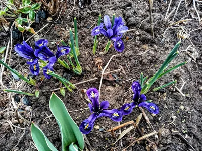 Весна 2021. Мои первоцветы - ирисы сетчатые | К новой загородной жизни |  Дзен