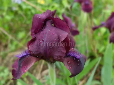 Ирис ложный (Iris spuria) - PictureThis