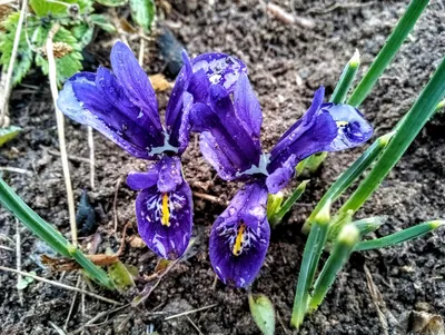 Весна 2021. Мои первоцветы - ирисы сетчатые | К новой загородной жизни |  Дзен