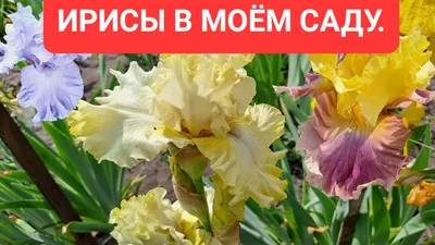 Дача,многолетние цветы,рассада,купить многолетние цветы - Ирис  сибирский,сине-голубой цвет,купить ирис сибирский,ирис сибирский  почтой,рассада ирисов,многолет