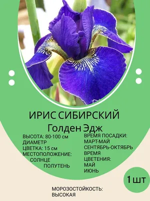 Ирис Бор де Мэр (Iris Bord De Mer) – купить саженцы ирисов в питомнике в  Москве