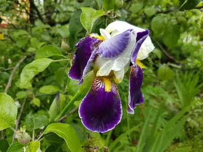 Ирис бородатый (Iris barbata) - «Ирисы никогда мне не нравились, но за  последние две года я их полюбила как родных. Показываю варианты расцветок  этого ароматного чуда. » | отзывы