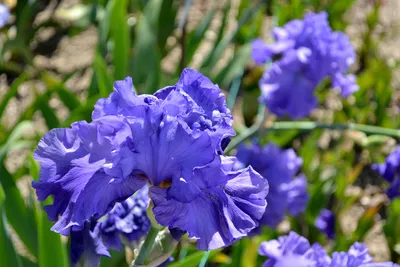 Ирис гладкий Вариегата (Iris laevigata Variegata) - «Очень эффектный и  необычный ирис. Можно сажать даже в воду.» | отзывы