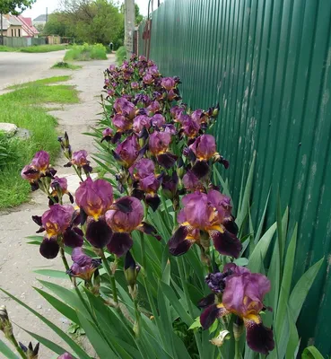 Пейзажные клумбы с ирисами: 60 идей для садового участка | Живу за городом