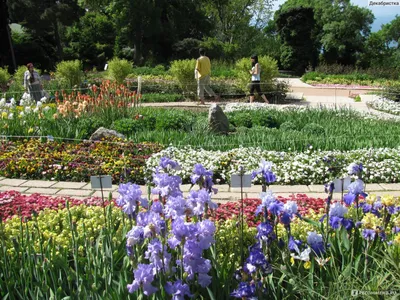 Ирис болотный (Iris pseudacorus) - Клумбы - По областям применения -  Каталог - LESKOVO-PITOMNIK.ru