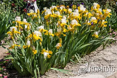 Очаровательные ирисы на клумбе: выбор места, посадка и уход