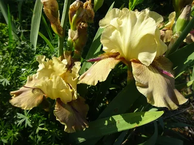 ᐅ Ирис бородатый карликовый фиолетовый (Iris pumila) купить по цене  производителя ✓доставкой почтой в магазине ❀Пролисок❀ Украина -  Интернет-магазин «Пролисок» - садовые растения почтой