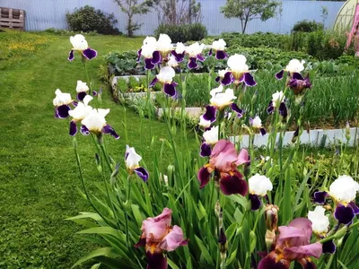 Ирис бородатый (Iris barbata) - «Мои красавцы - Ирисы» | отзывы