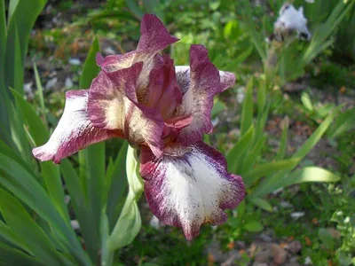 Ирис бородатый (Iris barbata) - «Магические цветы ИРИСЫ... » | отзывы