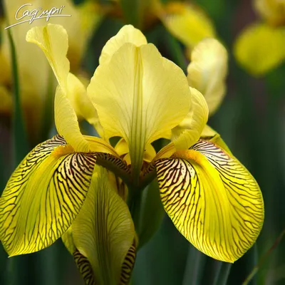 Ирис бородатый (Iris barbata) - «Мои ирисы. Фото.» | отзывы