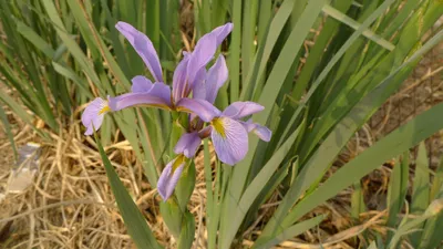 Ирис ложный (Iris spuria) - PictureThis