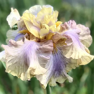 Ирис Японский, первое цветение 3 июня 2018. # мой сад # ирисы - YouTube