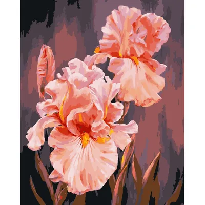 Картина по номерам \"Розовые ирисы\" 13140-AC 40х50 см | ArtCraft