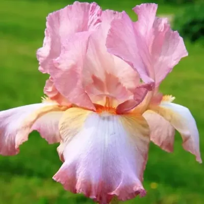 Розовое настроение. Про ирисы | Крымский сад как хобби | Дзен