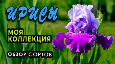 Ирисы бородатые. Обзор сортов моей коллекции - YouTube