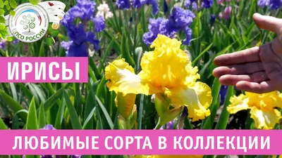 Сорт COUNTESS фото, описание сорта - купить в Украине - Sunny Garden