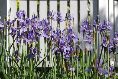 Iris pallida Variegata | ELGardens - цветы для сада Саратов/Энгельс