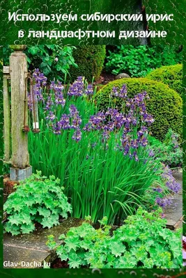 сибирский ирис в ландшафтном дизайне | Композиции цветников, Озеленение  небольшого двора, Идеи посадки растений