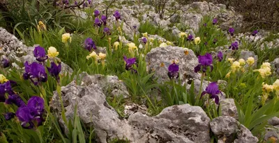 Ирис злаковидный - Ирис - Травянистые растения для открытого грунта -  GreenInfo.ru