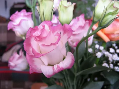 My Rose - Ирландская роза, элегантная и изысканная эустома... | Facebook