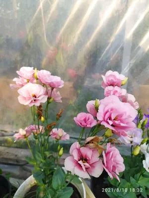 Розы Эустома (лизиантус) поштучно – гарантируем свежесть и низкую цену!