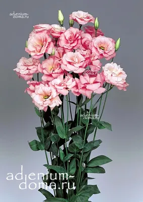 Эустома Мариачи Мисти Пинк СЕМЕНА (5 шт) ирландская роза растения цветы |  AliExpress