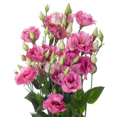 Эустома Мариачи Мисти Блю F1 СЕМЕНА (5 шт) ирландская роза красивоцветущие  растения цветы | AliExpress
