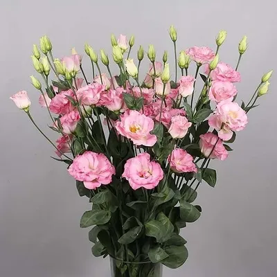 Эустома(ирландская роза), саженцы... - Цветы для дома и сада | Facebook