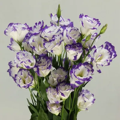 ✓ О лизиантусах ◈ Купить он-лайн в интернет-магазине цветов Цветариус ◈  Цена - 0 руб. ◈ (Артикул - )