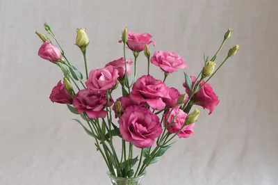 Эустома Вулкан Белая Королева СЕМЕНА (5 шт) ирландская роза растения цветы  | AliExpress
