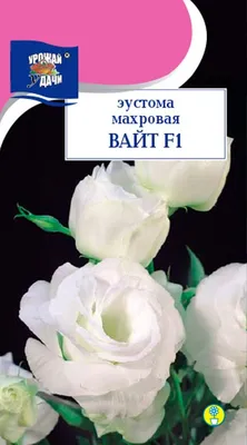 Ирландская роза в Mayflor!