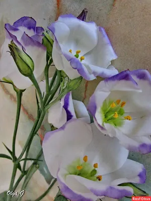 Эустома(ирландская роза), саженцы... - Цветы для дома и сада | Facebook