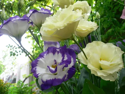 Букет Ирландские розы купить в интернет-магазине Кубань-Букет по цене 5 370  руб..
