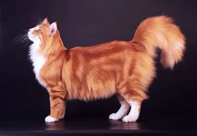 Ирландские кошки: красивые изображения для любителей кошачьих пород