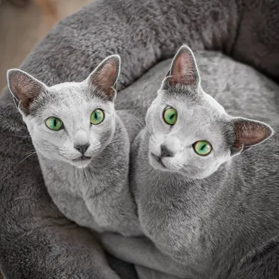 Все о ирландских кошках: красивые изображения в webp формате