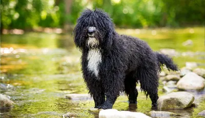 Описание породы собак - Испанская водяная собака