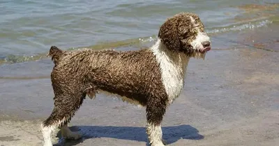 Испанская водяная собака Итальянская водяная собака Французская водяная  собака | Пикабу