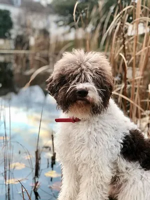 Испанская водяная собака - фото, цена, описание, видео