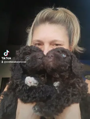 ЦЕНА СНИЖЕНА Испанская Водяная Собака щенки КСУ: 500 € - Собаки Киев на Olx