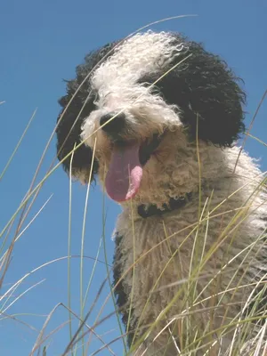 Черная испанская водяная собака Боно» — создано в Шедевруме