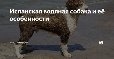 Порода - Испанская водяная собака (Perro de Agua Espanol)