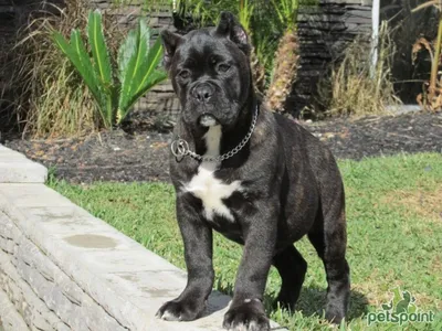 Кане корсо (Итальянская сторожевая собака) / Cane Corso (Sicilian  Branchiero) - PetsPoint.ru