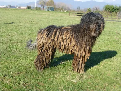 Кане-корсо: как ухаживать, описание породы🐕, характер, размер, фото