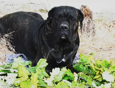 Кане корсо (Cane Corso) – это бесстрашная и очень преданная порода собак.  Описание, фото, отзывы владельцев.