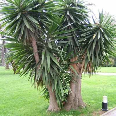 Yucca Elephantipes Silver Star Поставщики - Yucca Elephantipes Silver Star  Оптовая продажа - PLANT FUN