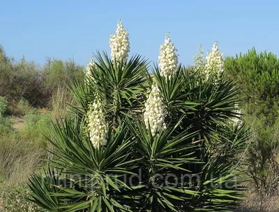 Семена Юкка нитчатая (Yucca filamentosa) - Цена: €1.55