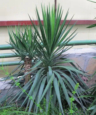 Коллекционный объект БСИ ДВО РАН: Yucca aloifolia (Юкка алоэлистная)